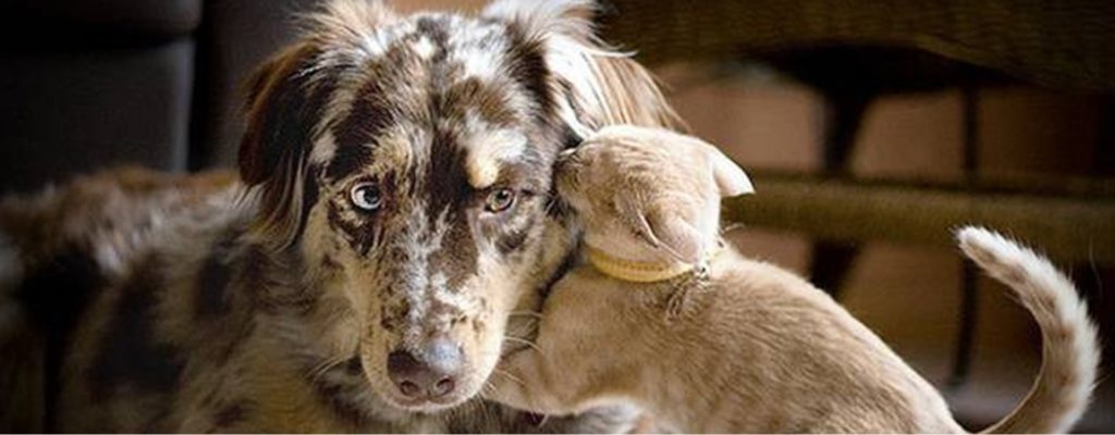 <strong>CHIENS & CHAT SOUS LE MEME TOIT</strong>« ><br />
</a><!-- .elementskit-entry-thumb END --><br />
<!-- .elementskit-entry-header END --></p>
<h2>
					<a href=